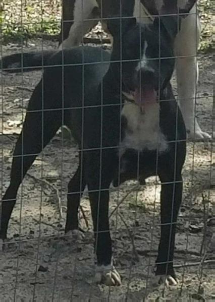 Southpaw Kennel’s Midnight Sky of Konfederate Kennels