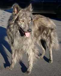 Aspehaugens Alfa Archo