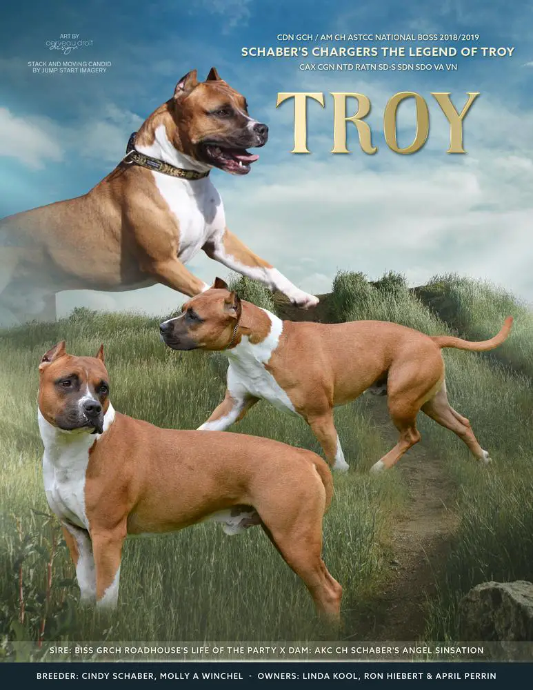 Can GCHB/AKC CH Schaber's Chargers The Legend of Troy