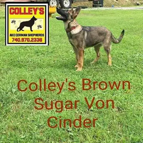 Colley's Brown Sugar Von Cinder