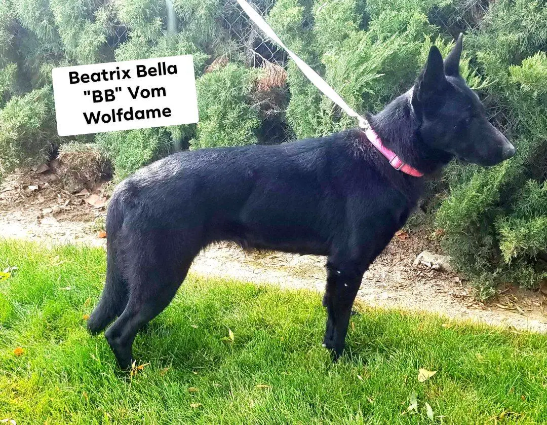 Beatrix Bella "Bb" Vom Wolfdame