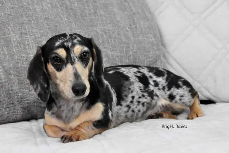 Reevesdachs Vesper Peak at Bright Doxies MS