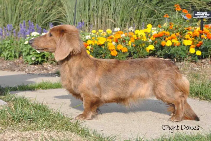 Stoneleigh Ice Prisam