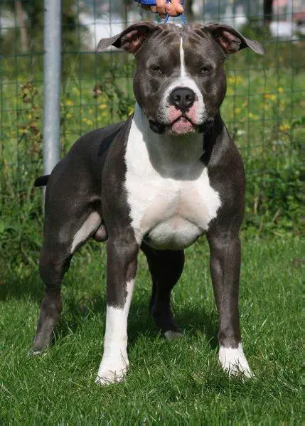 Blue Amstaff Latin Lover Reef