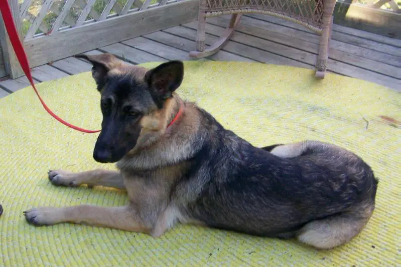 Gut Tanta Stella of Pleasant St