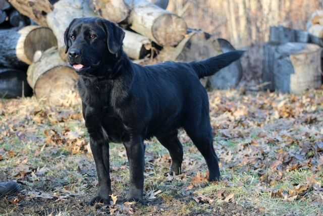 Dress To Impress American Gangster