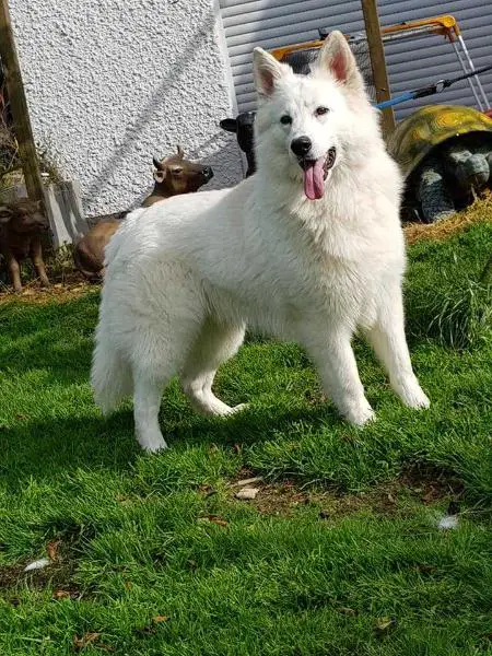 Alkhabor Almira Newish Jack Daniels