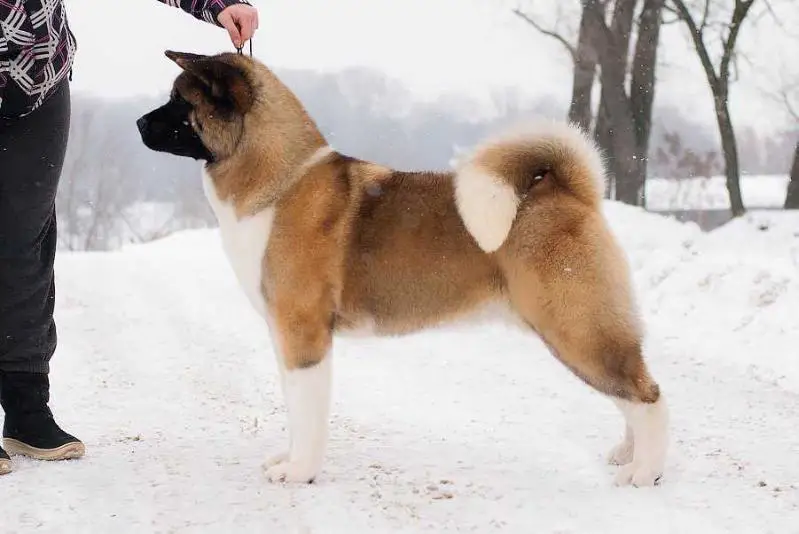 Angelonato Born To Win