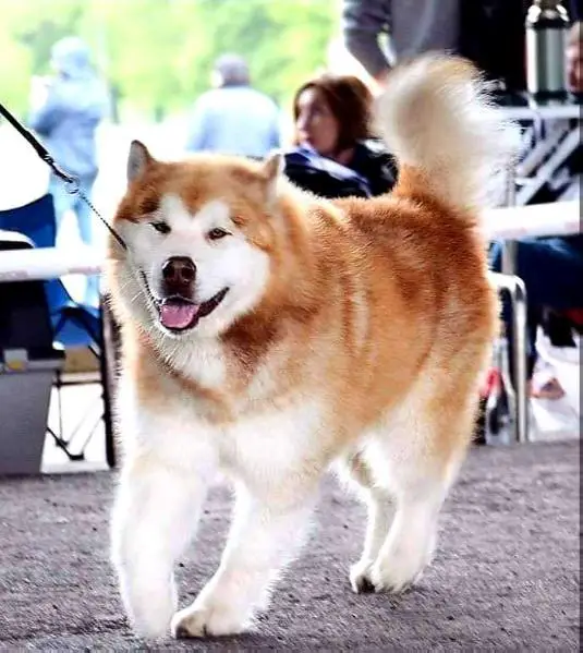 Quamaniq Mighty Bear Hug(Owen)