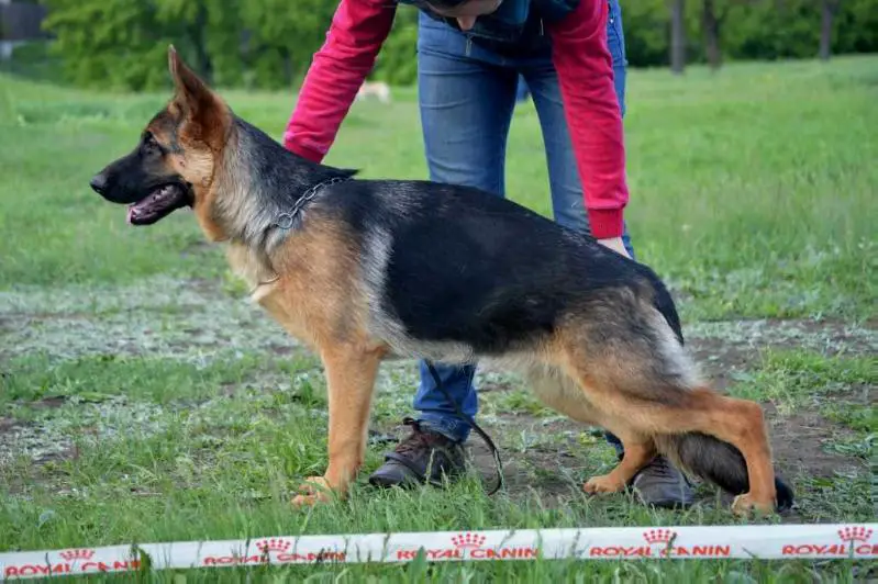 BELLISSIMA DOG BODYGUARD