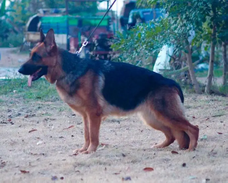 Dana vom Kittinapa Kennel