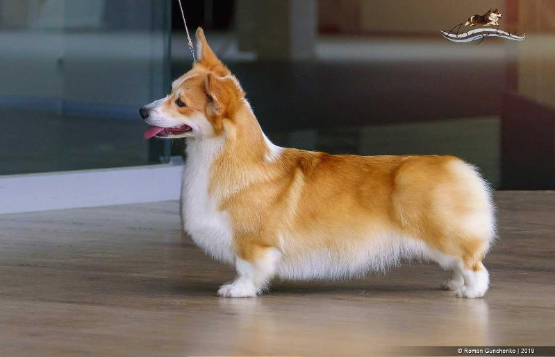 GR CH RU, RU JCH,CH RU AIRYSHIRE Absolute Beauty