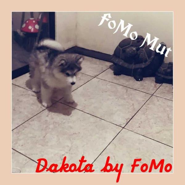 Dakota By FoMo