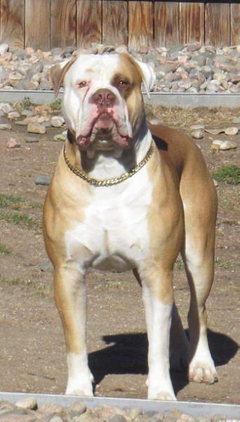 Casey's Triton The Bear