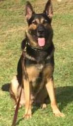 Neiko vom Bogenstadt