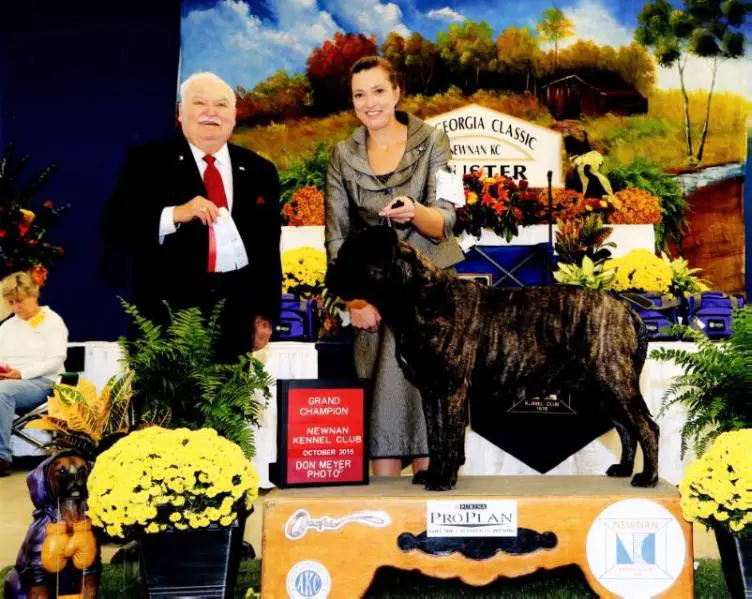 GCH CH Gallant Oaks N Bullmast Shadow Cat Be Marvel Us