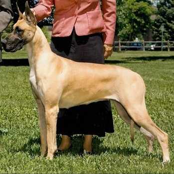 GCH Dar-lins Tip of the Shadow