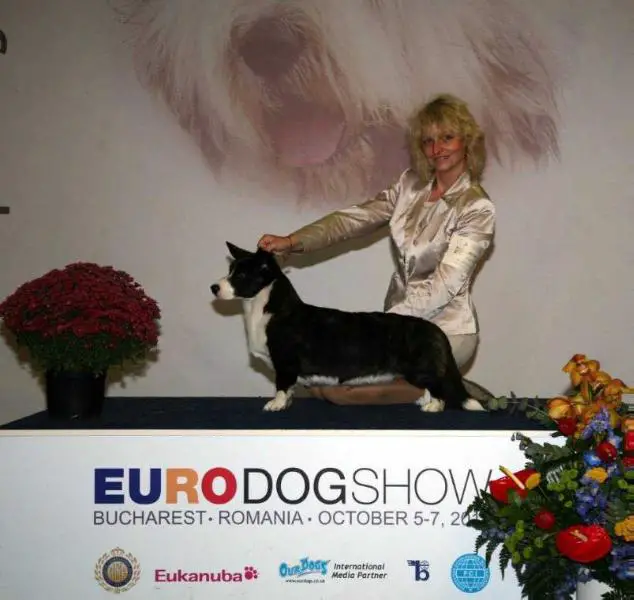 CH J RUS,CH RUS, BEST-DOG-13,AMER&CARIBES,ARG BLONDIE'S NEXT GENERATION BLONDIE