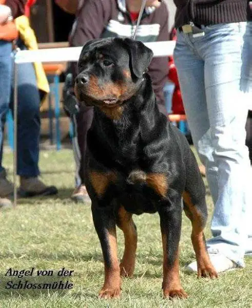 V 1 CAC CACIB BOB Angel von der Schlossmühle