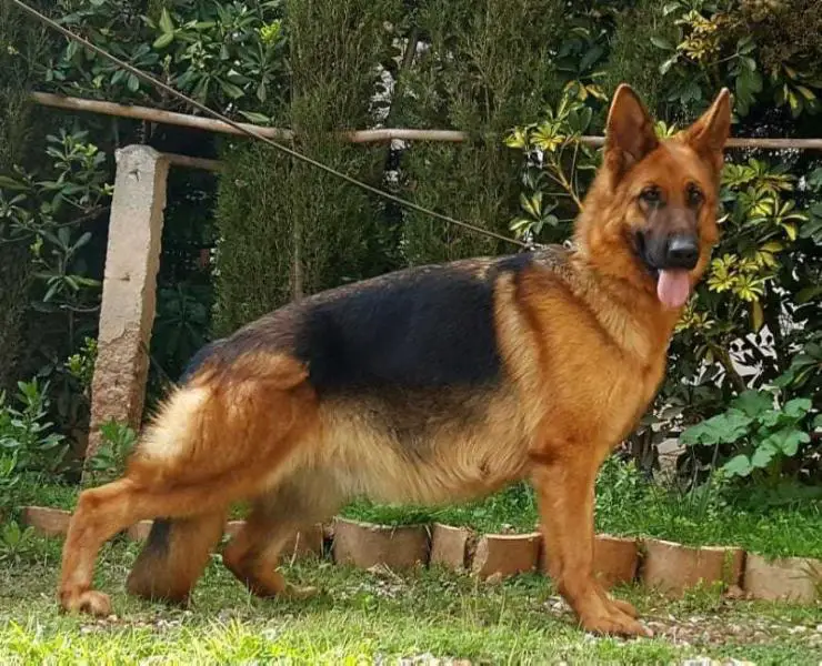 Kenia de Virsan