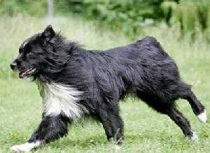 Malpaso Timber of Los Suenos