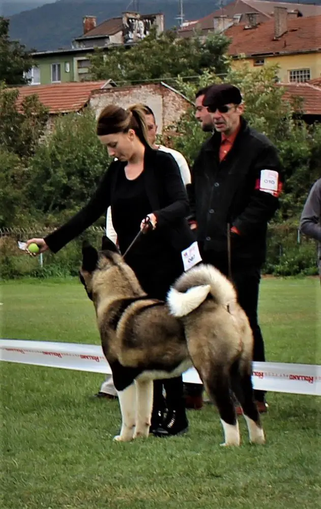 BIS SRB CH, SRB JCH Katsumi Almaz For Nayura Rosa