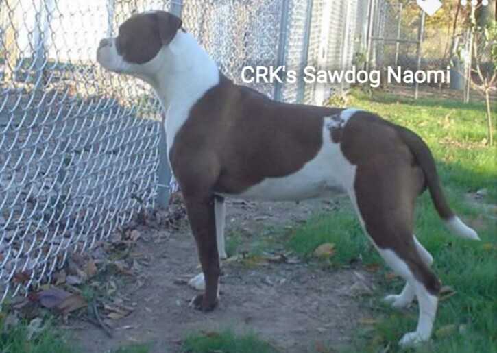 CRK's sawdog Naomi
