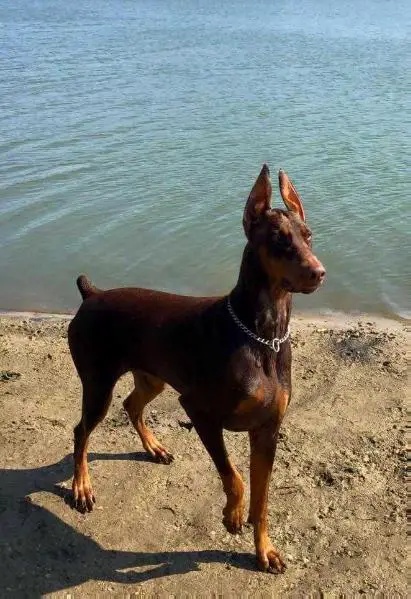 ALMIGHTY ADVOCATE'S PRINCESS ZOE