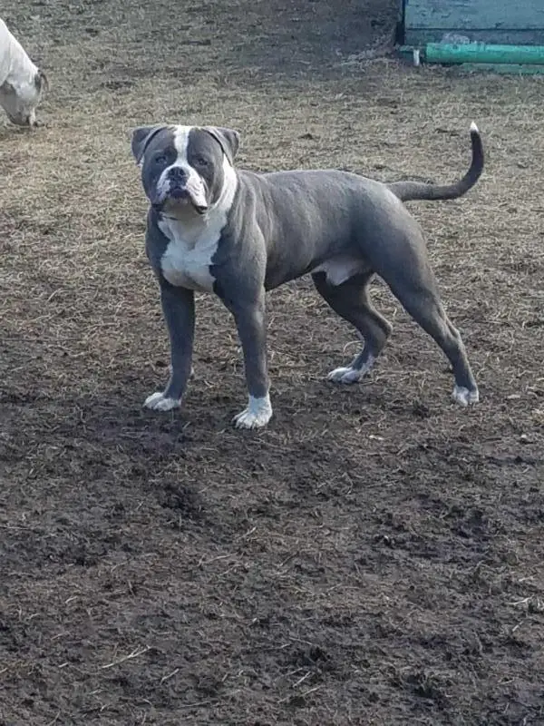 Cooper's Blue