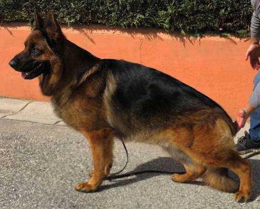 CH Eros dell'Isola di Megaride