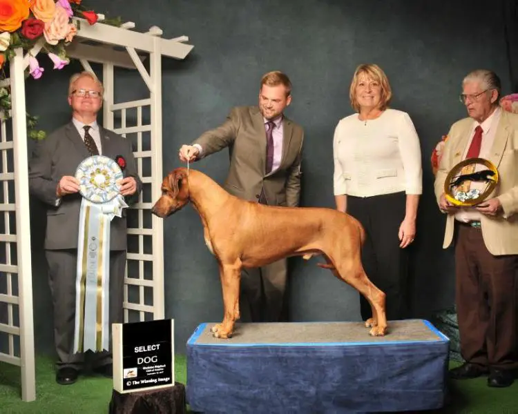 GCHG Juba Lee Desmond King of Diamond