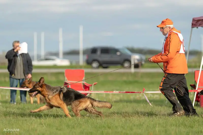 V2 Hella vom Türkenkopf