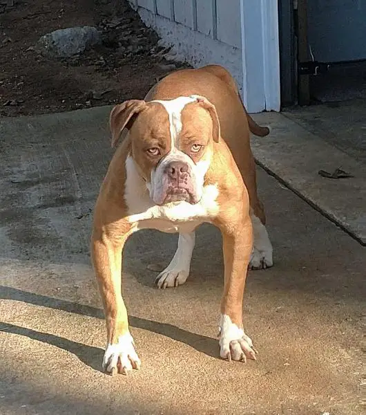 Down South Bulldogs Tunchie