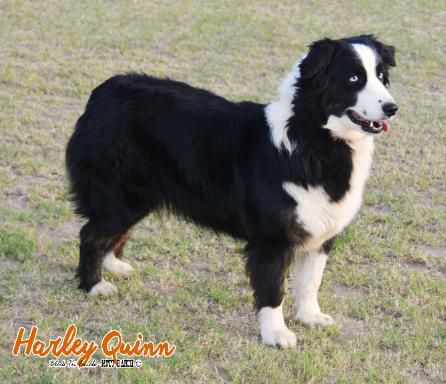 BLAZIN' SUN ONE HOT MESS DNA-VP