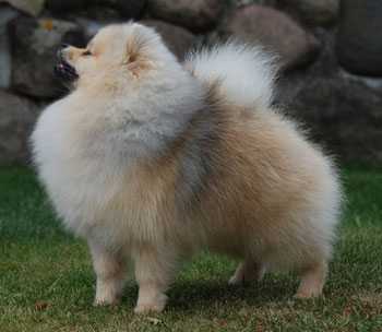 DK UCH SE UCH Piccolo Pom's Absolute Ice