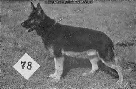 Brando vom Andershofer Ufer