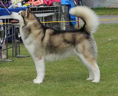 Inupiat's Qulit Henrik At Whitewalker