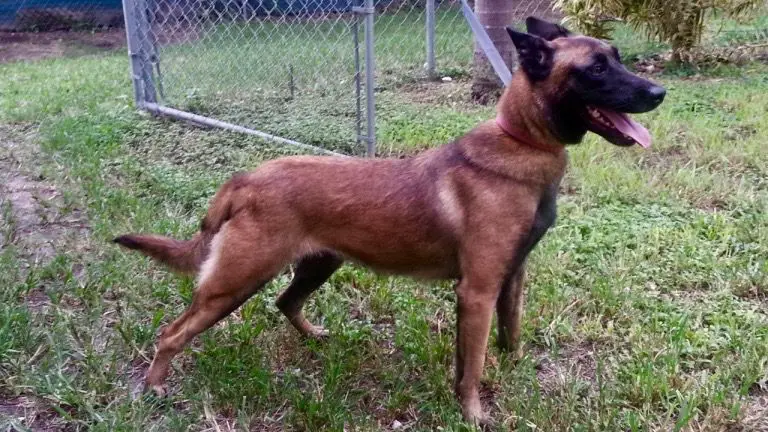 Aila of Braveheart Oradinum