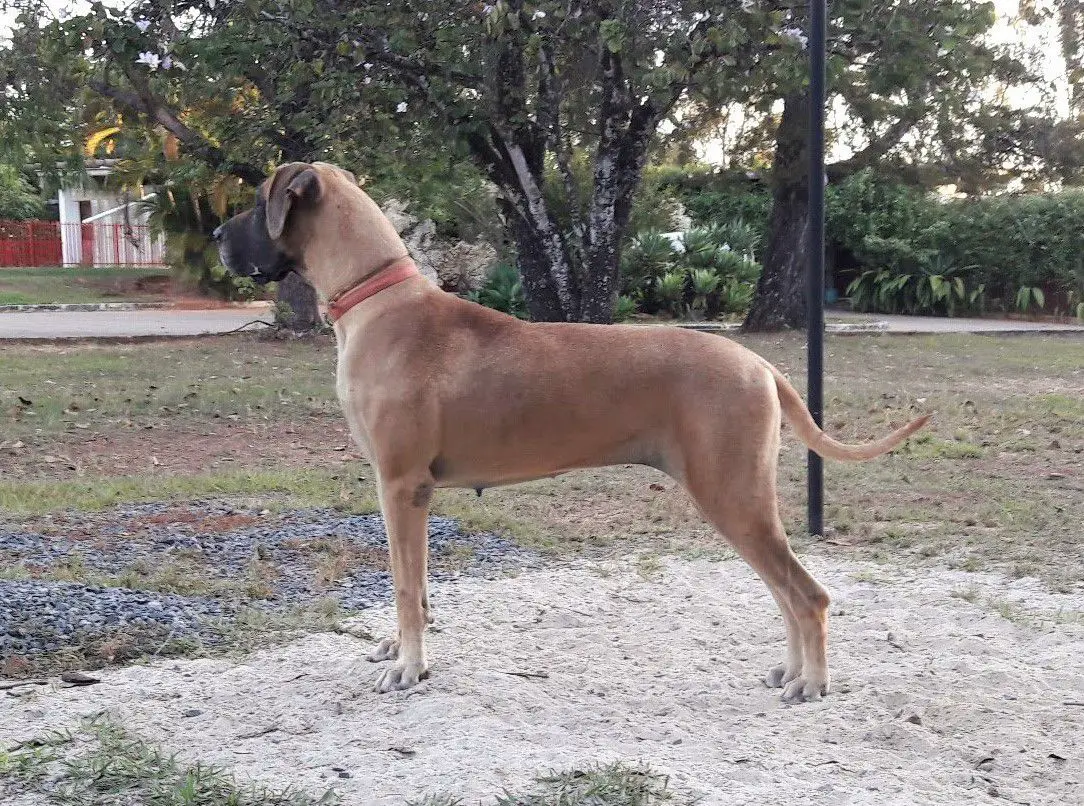 BPIS BraGrCh PanGrCh Veridiana do Pequizeiro