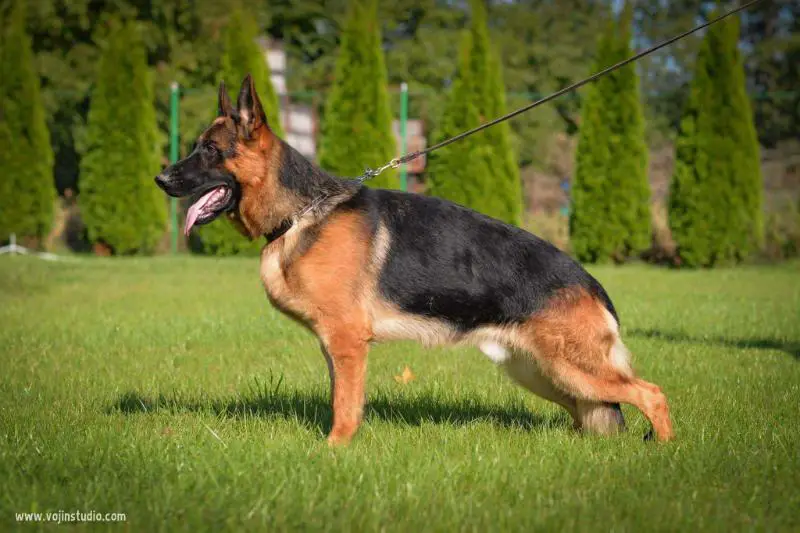 SG Ares von Der Jugprom
