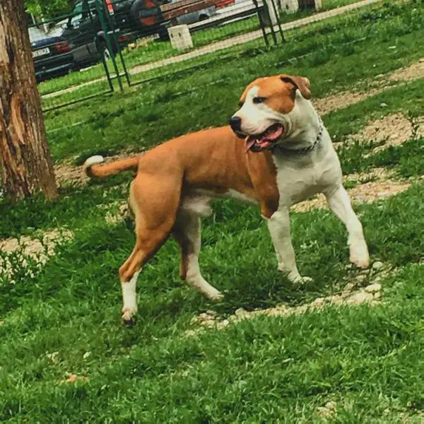 CH.  VP.  J.BOB.  J.CACIB BENJAMIN