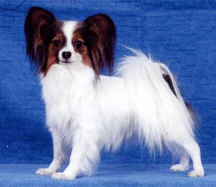 JCH RU, CH RU, LT Lav Imidg DOLCE VITA