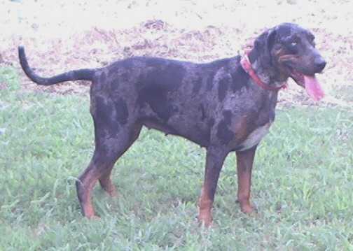 Black Oak's Roxie