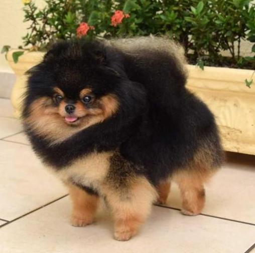 American Champion Mountain Crest Huudatt