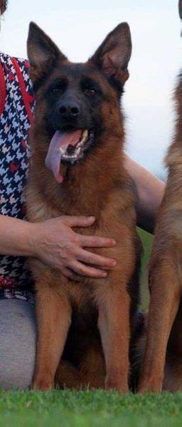 GOLDENE BIENENESTOCK VIAREDZHIO