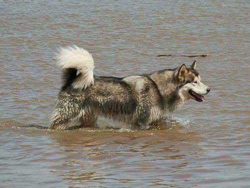 Achaj Voyam Birin