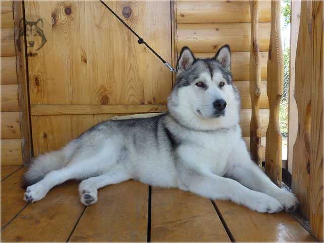 BAIRAK AZSKAZ VASSA