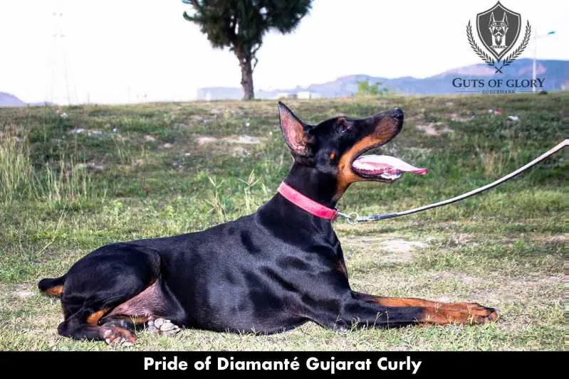 Pride of Diamanté Gujarat Curly