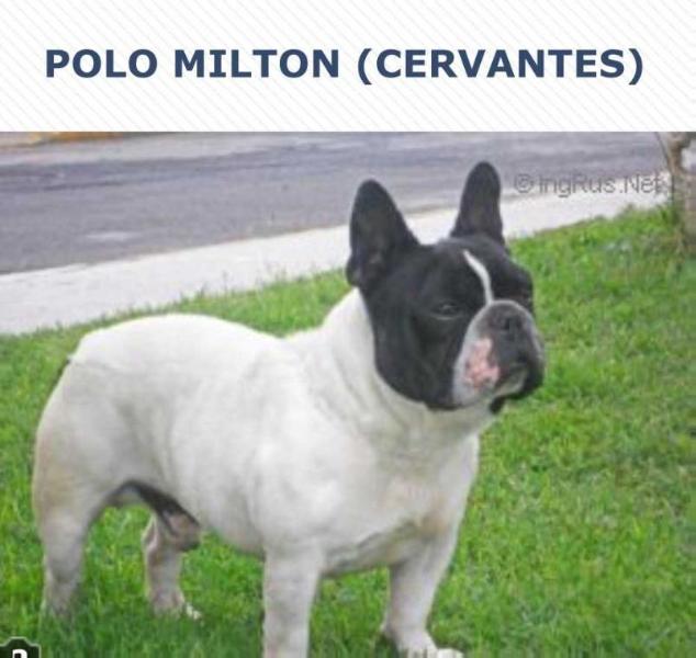 POLO MILTON (CERVANTES)