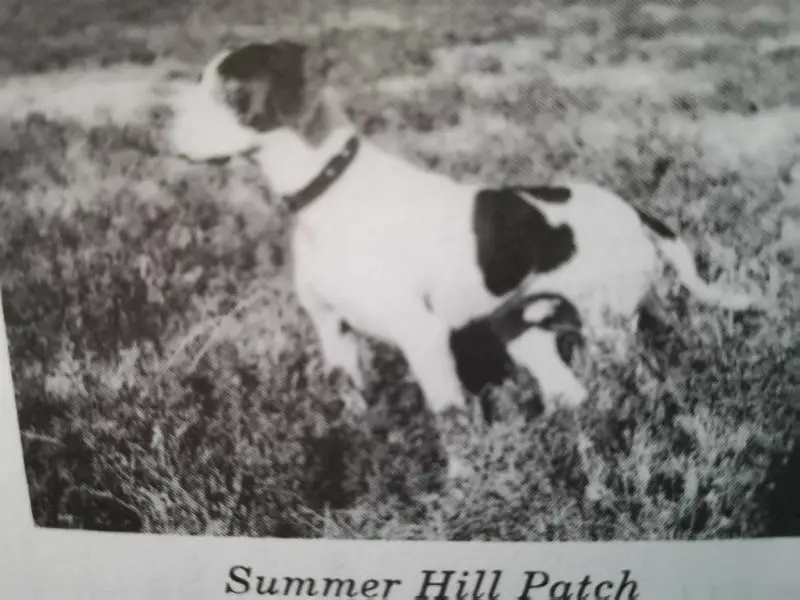 PATCH OF SUMMER HILL